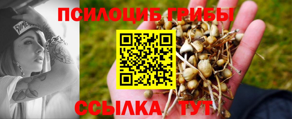 Зеленогорск  Галлюциногенные грибы Psilocybe  Вход с VPN 